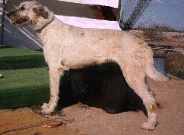 nefra-16-b.JPG (19014 bytes)